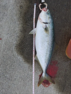 ワカシの釣果