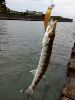 カマスの釣果