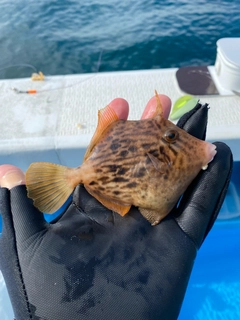 カワハギの釣果