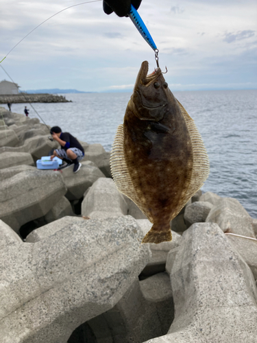 ヒラメの釣果