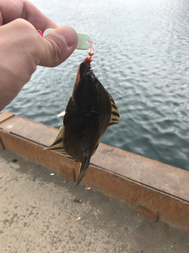 カレイの釣果