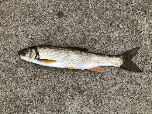 ウグイの釣果