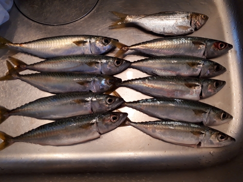 サバの釣果