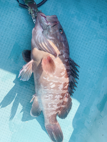 マハタの釣果