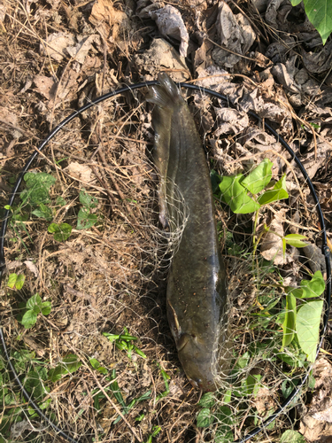 ナマズの釣果