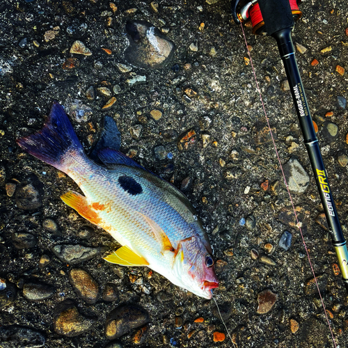 クロホシフエダイの釣果