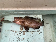 オオモンハタの釣果