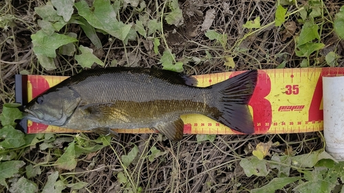 スモールマウスバスの釣果