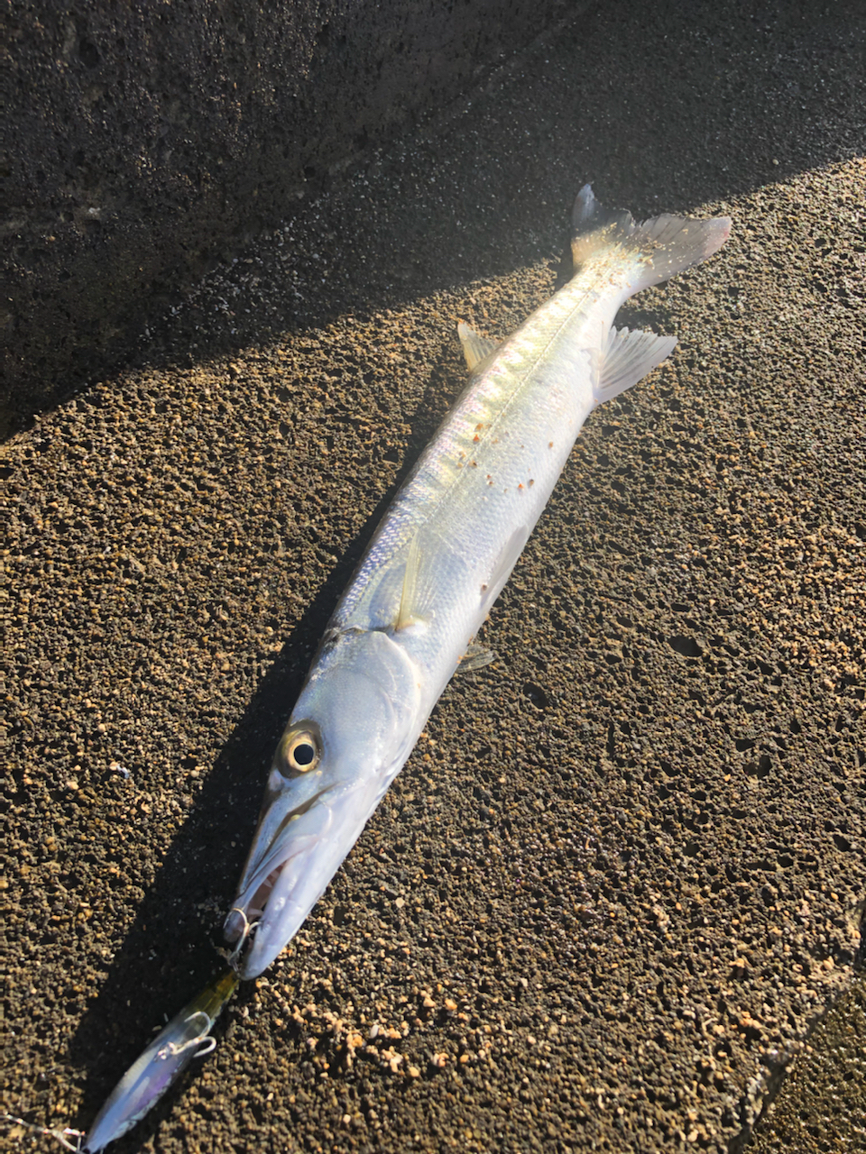 オニカマス