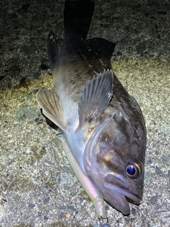 クロソイの釣果