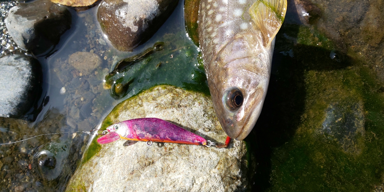 イワナ