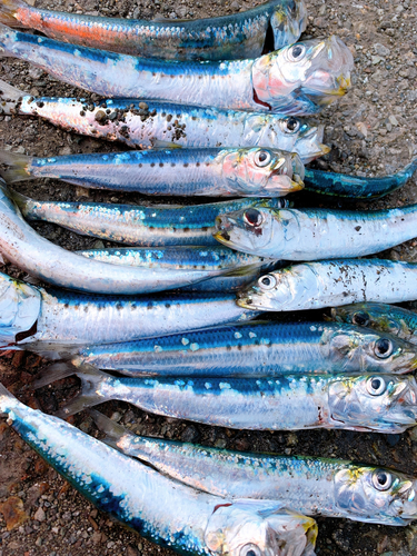 イワシの釣果