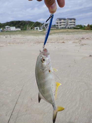 メッキの釣果