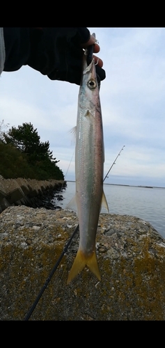 アカカマスの釣果