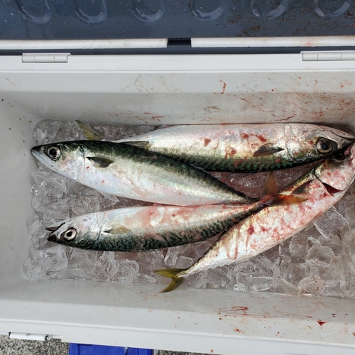 サバの釣果