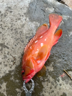 アカハタの釣果