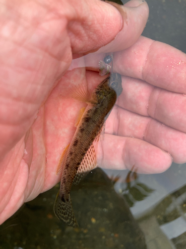 マハゼの釣果