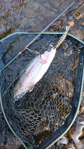 ニジマスの釣果