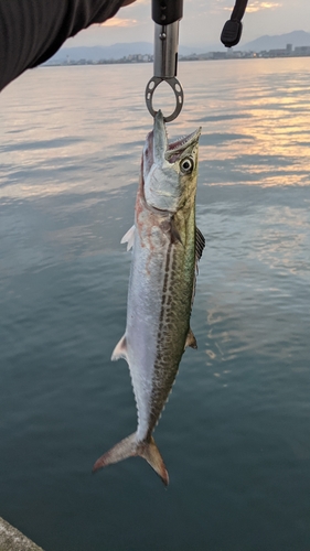 サゴシの釣果