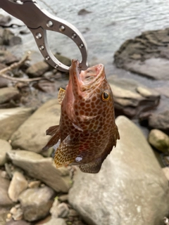 オオモンハタの釣果