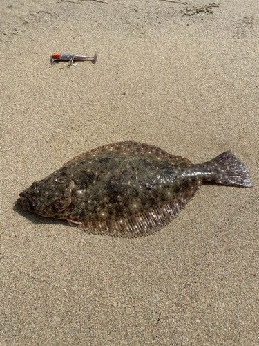 ソゲの釣果