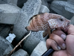 オオモンハタの釣果