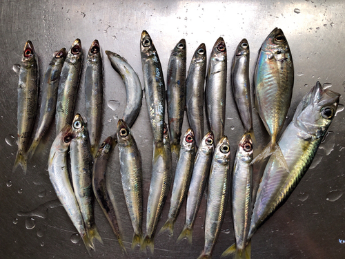 イワシの釣果