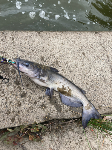 アメリカナマズの釣果