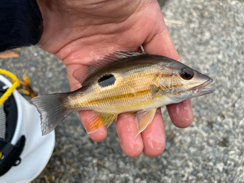 クロホシフエダイの釣果