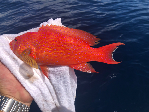 オジロバラハタの釣果