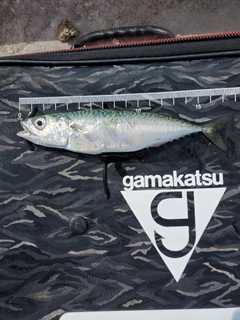 サバの釣果