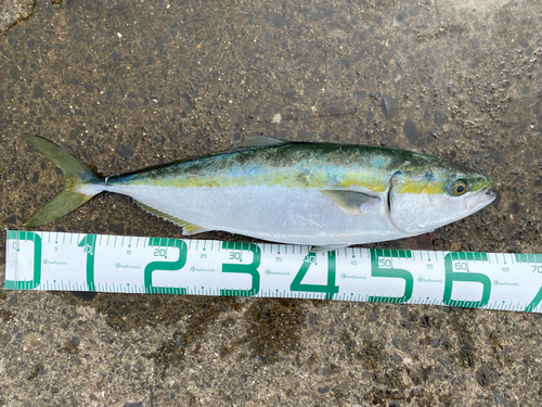 ハマチの釣果