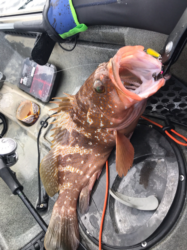 アコウの釣果