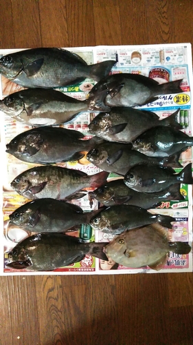 メジナの釣果