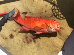 オジロバラハタの釣果