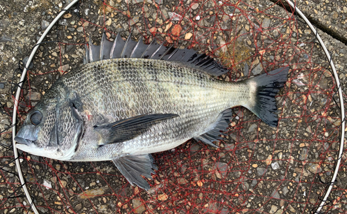 チヌの釣果