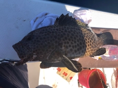 シロブチハタの釣果