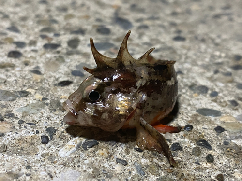 ゴンズイの釣果