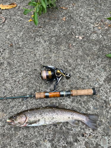 イワナの釣果