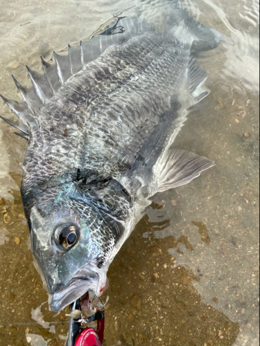 チヌの釣果