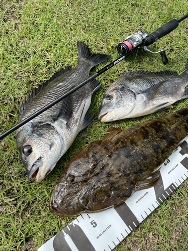 マゴチの釣果