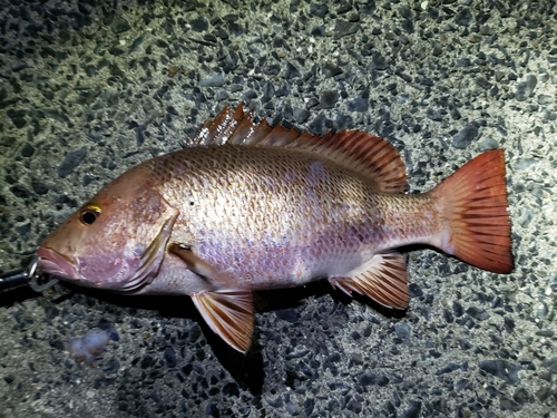 ゴマフエダイの釣果