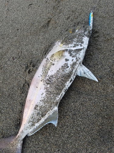 ネリゴの釣果