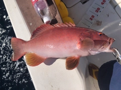 スジアラの釣果