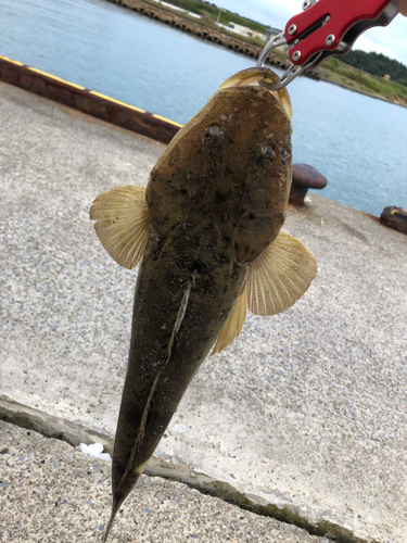 マゴチの釣果