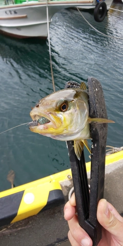 カンパチの釣果