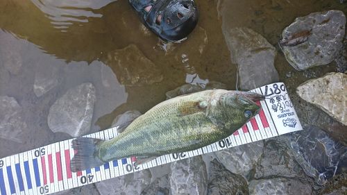 ブラックバスの釣果