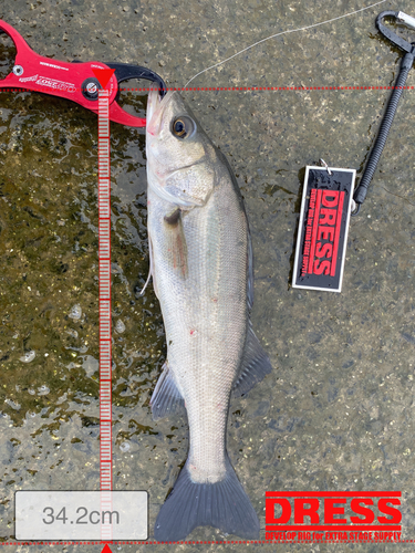 シーバスの釣果