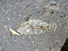 ヒラメの釣果