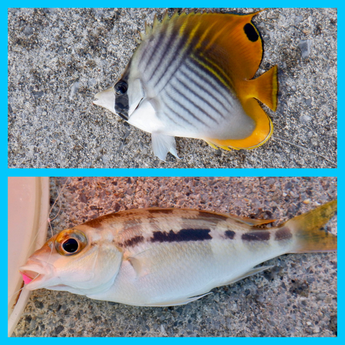 チョウチョウウオの釣果